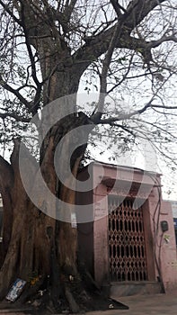 Religon tree temple photoframe