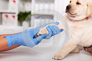 Reluctant labrador puppy dog being examined at the veterinary