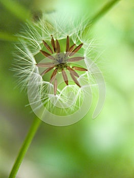 Remain of Dandelion flower