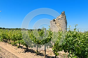 Remain of a tower in vine yard