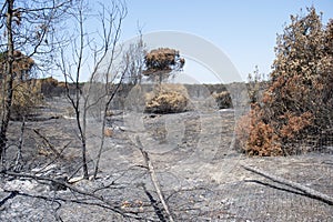 Remainders of Castel fusano`s pinewood near Rome after the recen