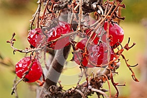 Remainer of drying wilted currants on a bush when most have been picked