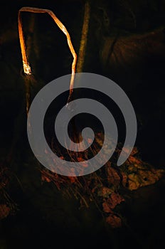 Remaining lotus leaf