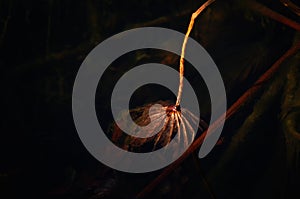 Remaining lotus leaf