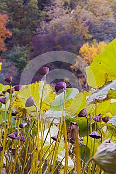 Remaining lotus in the pond, dried purple lotus flowers