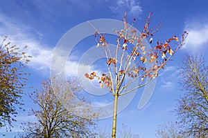 Remaining red-orange leaves on young maple tree