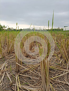 Remaining rice stalks after harvest