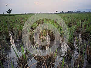 the remaining rice stalks in the rice fields