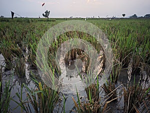 the remaining rice stalks in the rice fields