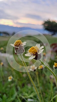 The remaining sunflowers wait for morning photo