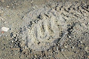 The remaining trace of the wheels of the car on dry land with st