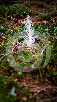 remaining white feather of a bird devoured by a wolf