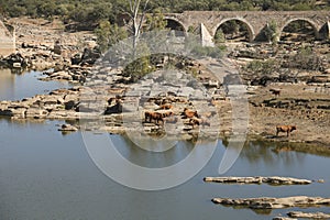 Remains of the Ajuda bridge over The Guadiana River photo