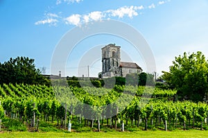 Remains of ancient church through the vineyards of Bordeaux.