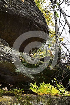 The remains of ancient megaliths are hidden in the forest of the Kamenny Gorod tract