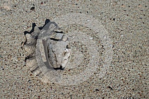 Remains of a big shell washed ashore on a sand beach.