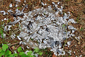 The remains of a bird of prey caught, South Bohemia