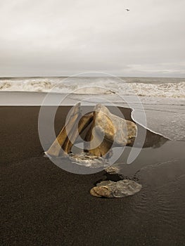 Remains of a bowhead whale in Barrow Alaska.