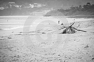 Remains of branches dragged by the tide to the sand in Portugal photo