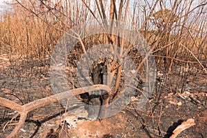 Remains of a brush fire photo