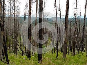 The remains of a burned forest, Irkutsk. Siberia