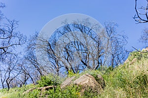 The remains of burnt trees on a blue sky background, Stebbins Cold Canyon, Napa Valley, California photo
