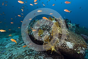 Remains and cargo of the Yolanda in the Red Sea.