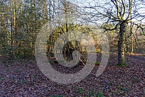 Remains of a childs woodland hideout stands in a clearing