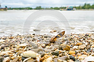 Remains of cicada  on the beach