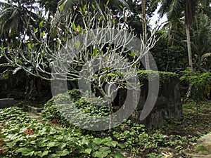 Remains of a civilian hospital built by the Japanese on Tonoas Island, Truk