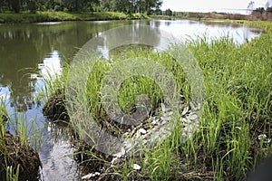 Remains of a colony of discarded shells Painter`s mussel Unio pictorum after a flood