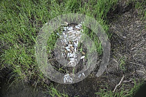Remains of a colony of discarded shells Painter`s mussel Unio pictorum after a flood photo