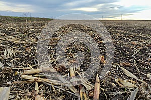 Remains of corn in field, after harvesting, close-up