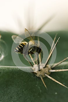 Dead bees on the cactus