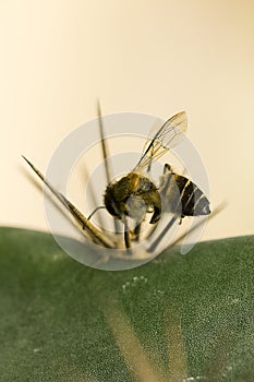 Dead bees on the cactus