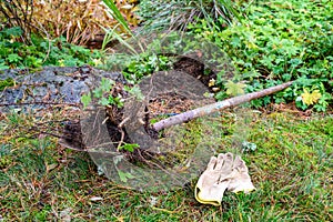 Remains of a dead bush dug out of a wet fall garden, shovel with rusted blade, and leather work gloves