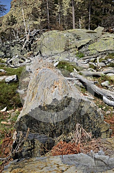 Remains of the dead tree in the mountain slope