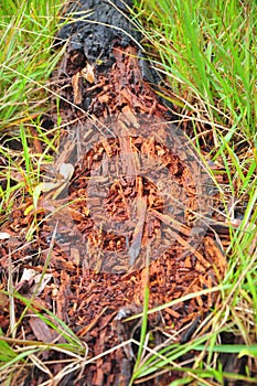 The remains of dead trees began to disintegrate On the green grass