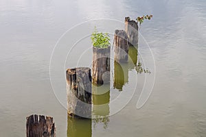 The remains of a destroyed old wooden bridge across the river, dilapidated logs driven into the water of the reservoir