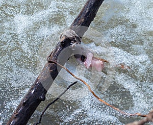 The remains of the doll is caught on a log in the river