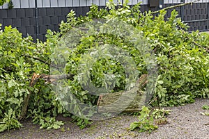 The remains of a fallen tree after a heavy thunderstorm in Berlin, Germany.