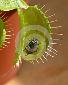 The remains of a fly caught by a Venus flytrap plant