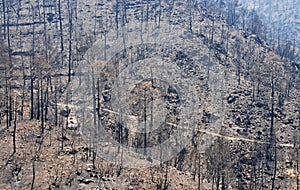 Remains of a forest fire