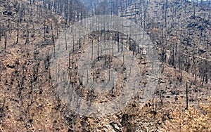 Remains of a forest fire