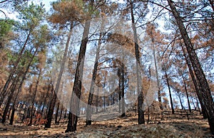 Remains of a forest fire