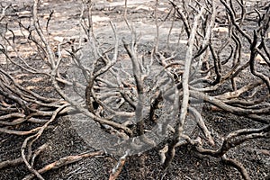 Remains of a forest fire with burned scrub