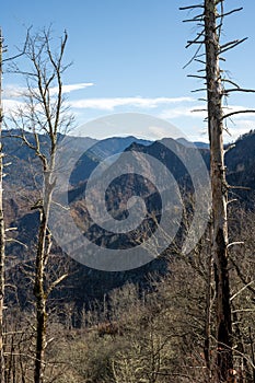 Remains of Forest Fire Scarred Chimney Tops