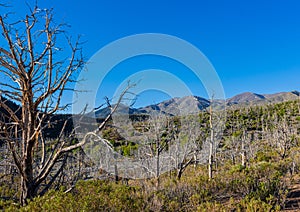 Remains of Forest Fire With The Spring Mountain Range