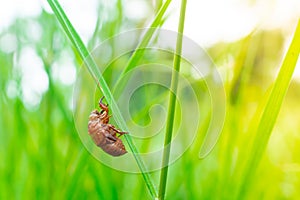 The remains of a large, long-dead, brown insect clinged to the green blades of grass