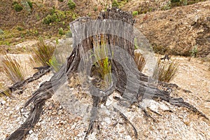 Remains of logged tree Queenstown photo